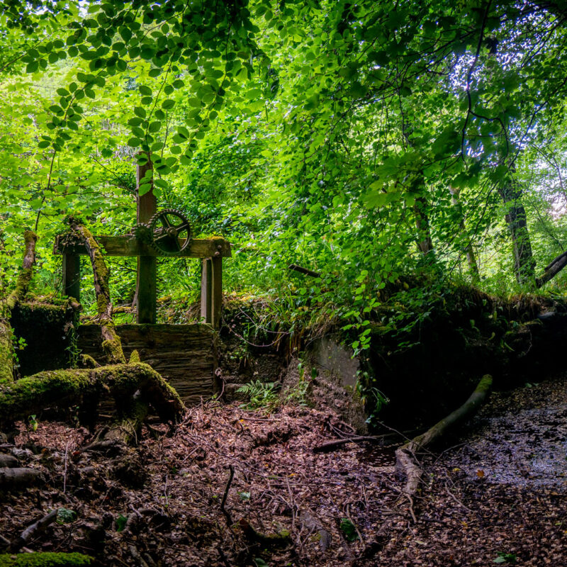 Photograph of mill ruins in a mossy wood.